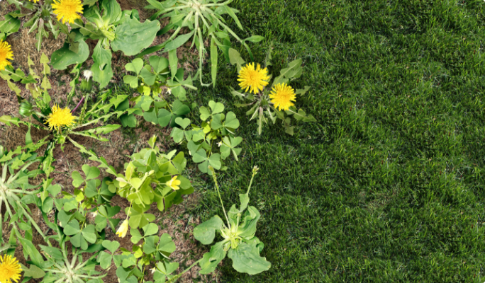 Un jardin plein de mauvaises herbes rempli de pissenlits à côté d’une parcelle d’herbe vierge.