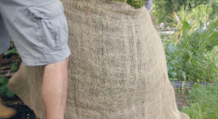 How to protect your shrubs for the winter