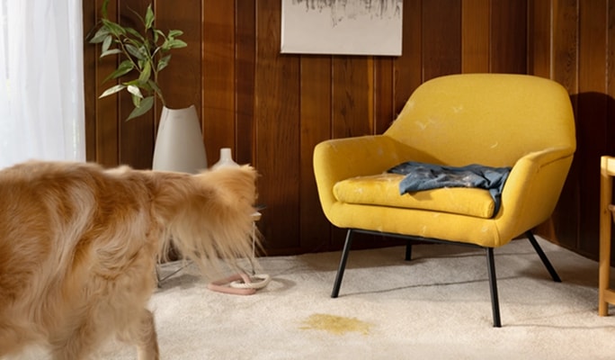 Nettoyer les dégâts laissés par les animaux