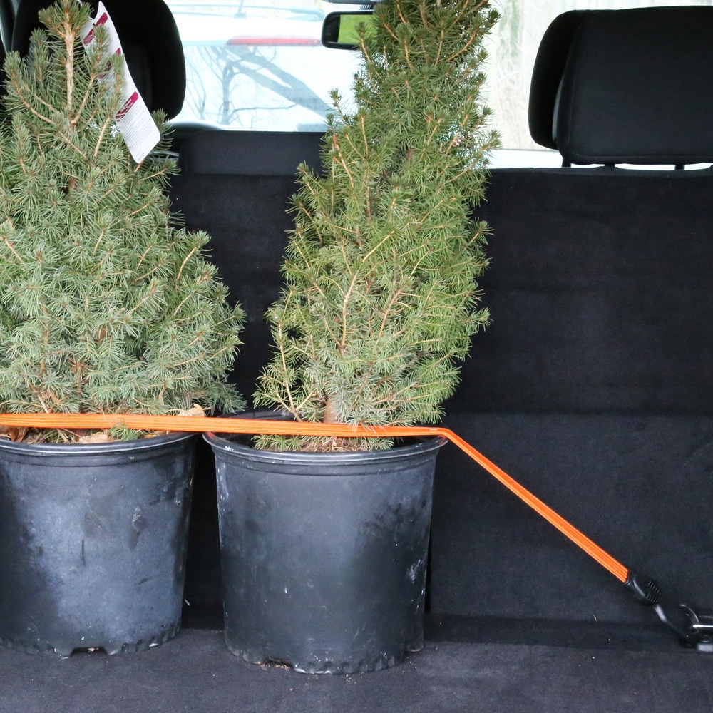 Certified Flat Strap Bungee Cord, with Steel Core Hooks, Assorted Sizes