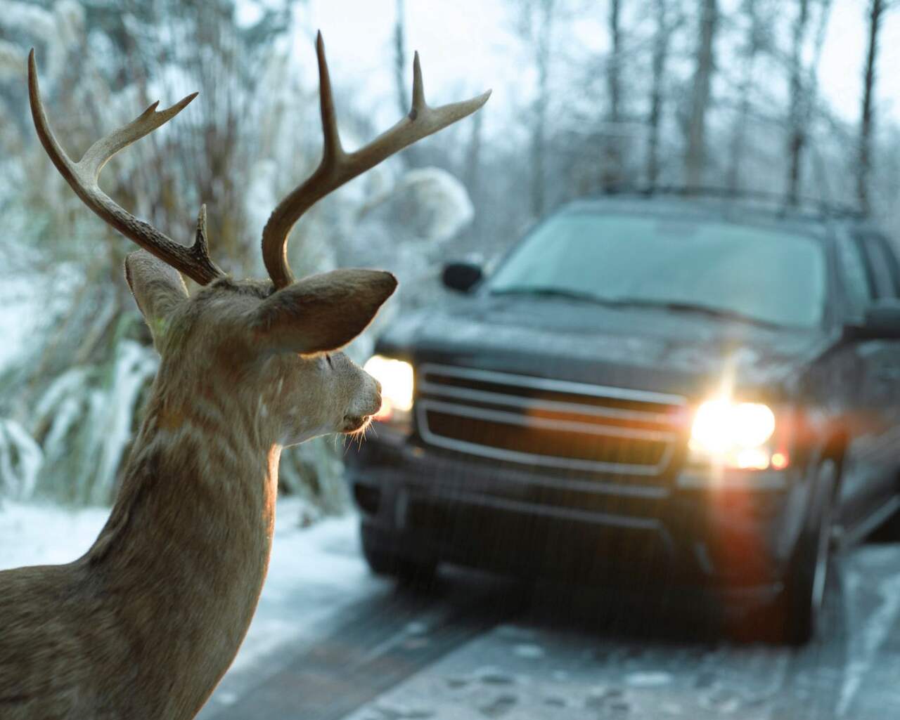 Deer Alert Für Fahrzeuge Vermeidet Deer Kollisionen Auto Deer Warnung  Schwarz Ultraschall Wildlife Warnung Für Auto Motorrad Lkw Suv