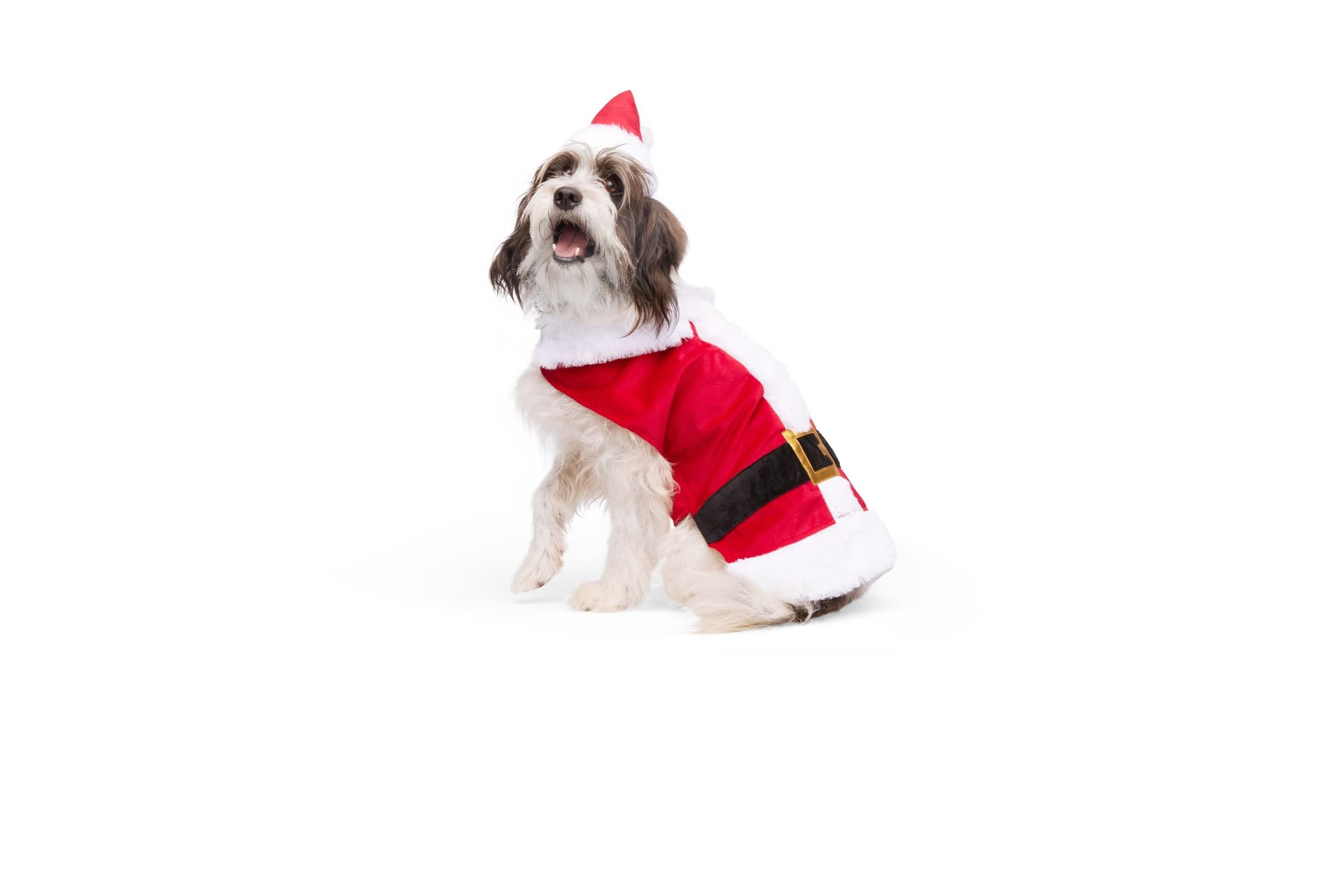 Merry Makings at Petco Santa Suit Pet Costume Canadian Tire