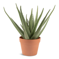 Naturae Décor Artificial Indoor Aloe Vera Plant in Terra Cotta Pot, 17-in Front_Elevated