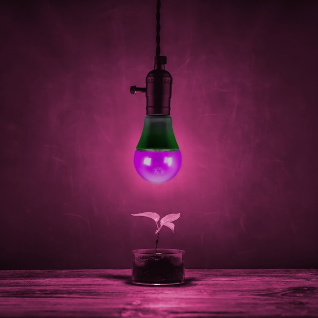 Feit Electric A19 E26 Base Plant Grow Full Spectrum NonDimmable LED