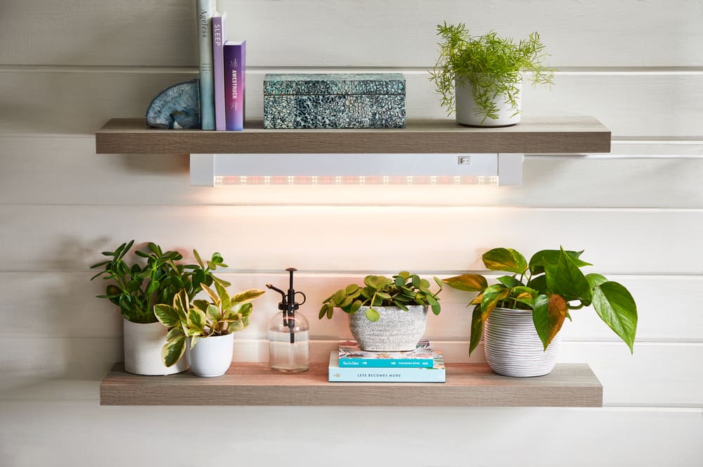 noma grow light