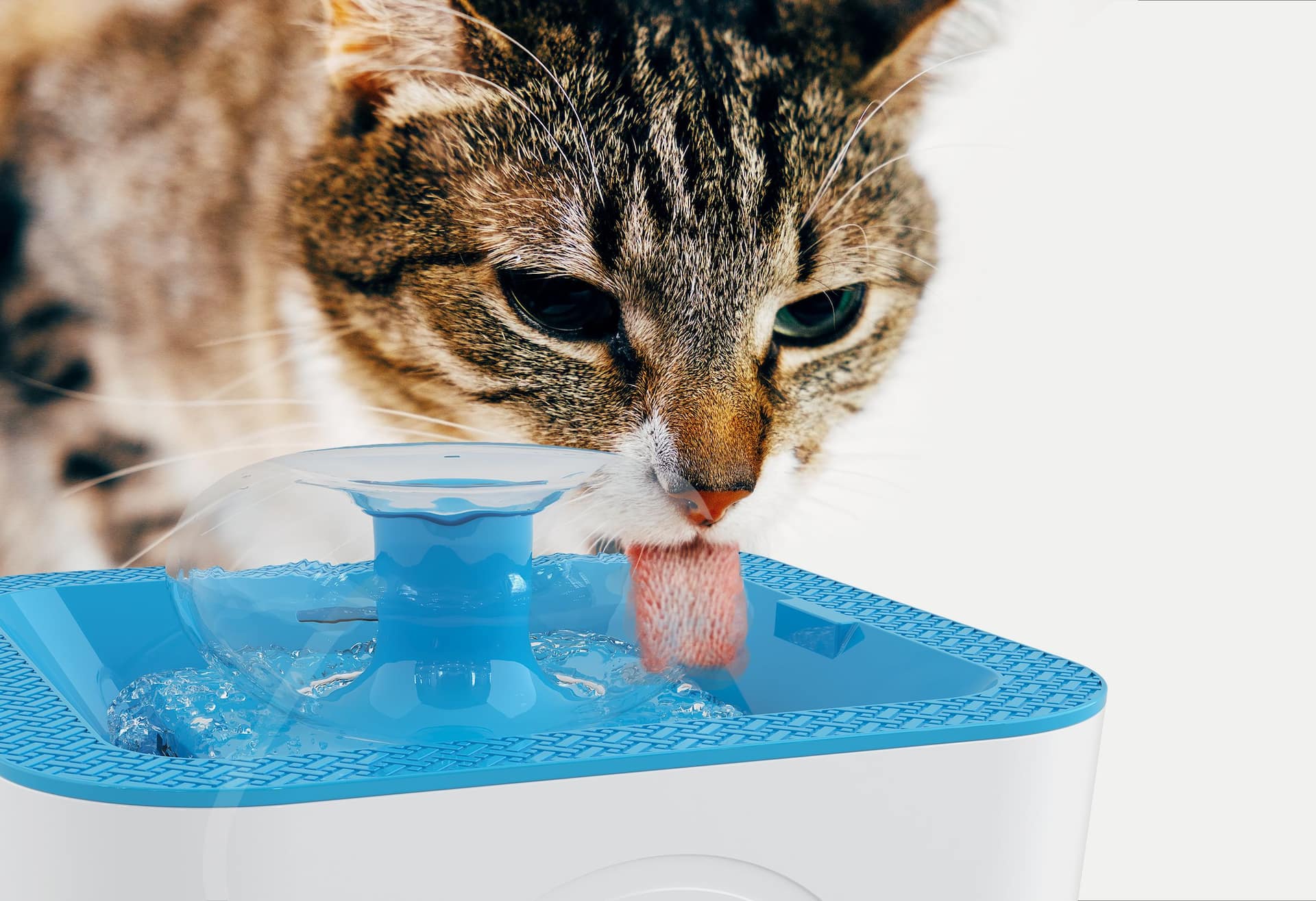 Pet water fountain canada best sale