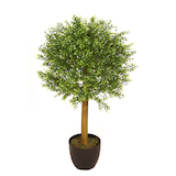 Ball Boxwood Tree, 40-in