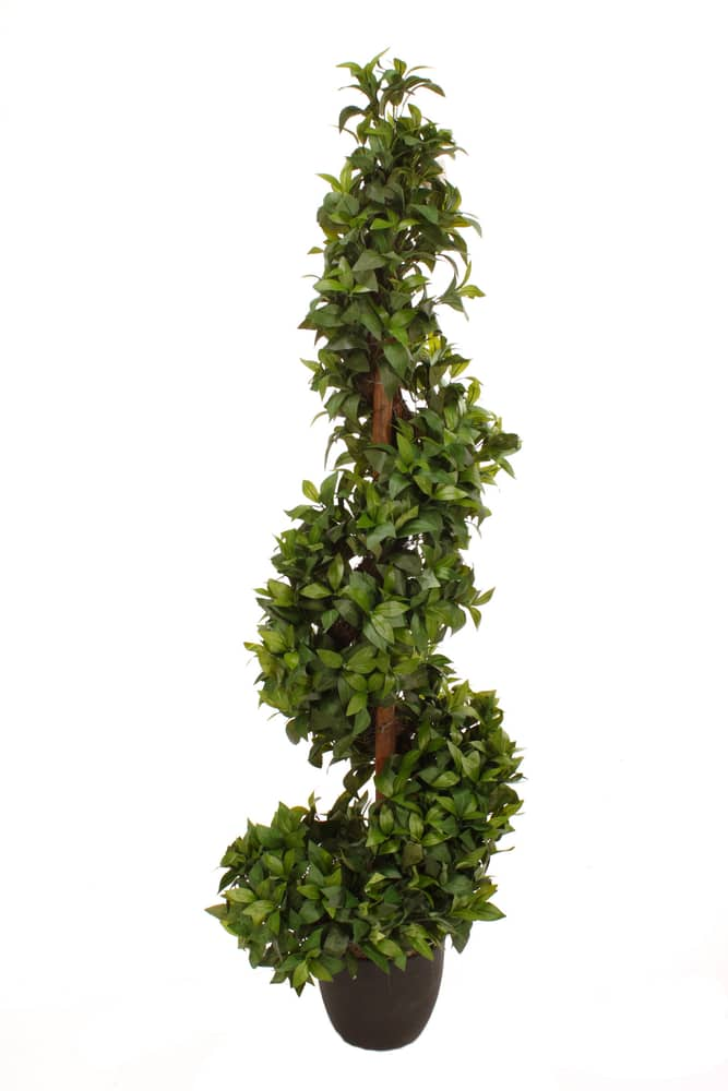 Spiral Bay Tree 5 Ft Canadian Tire   5 Spiral Bay Tree In 8 5 Black Pot 70b6517f 9a5d 4e87 B3a6 E8f18e5edb7d 