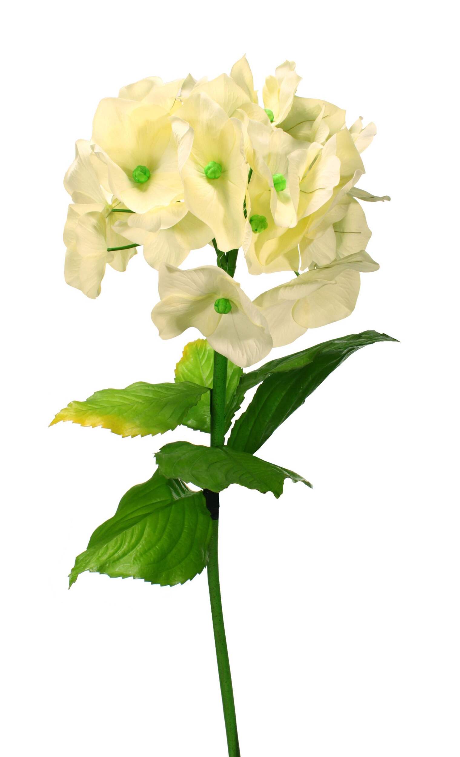 Giant Hydrangea Stem, 53-in Front_Flat