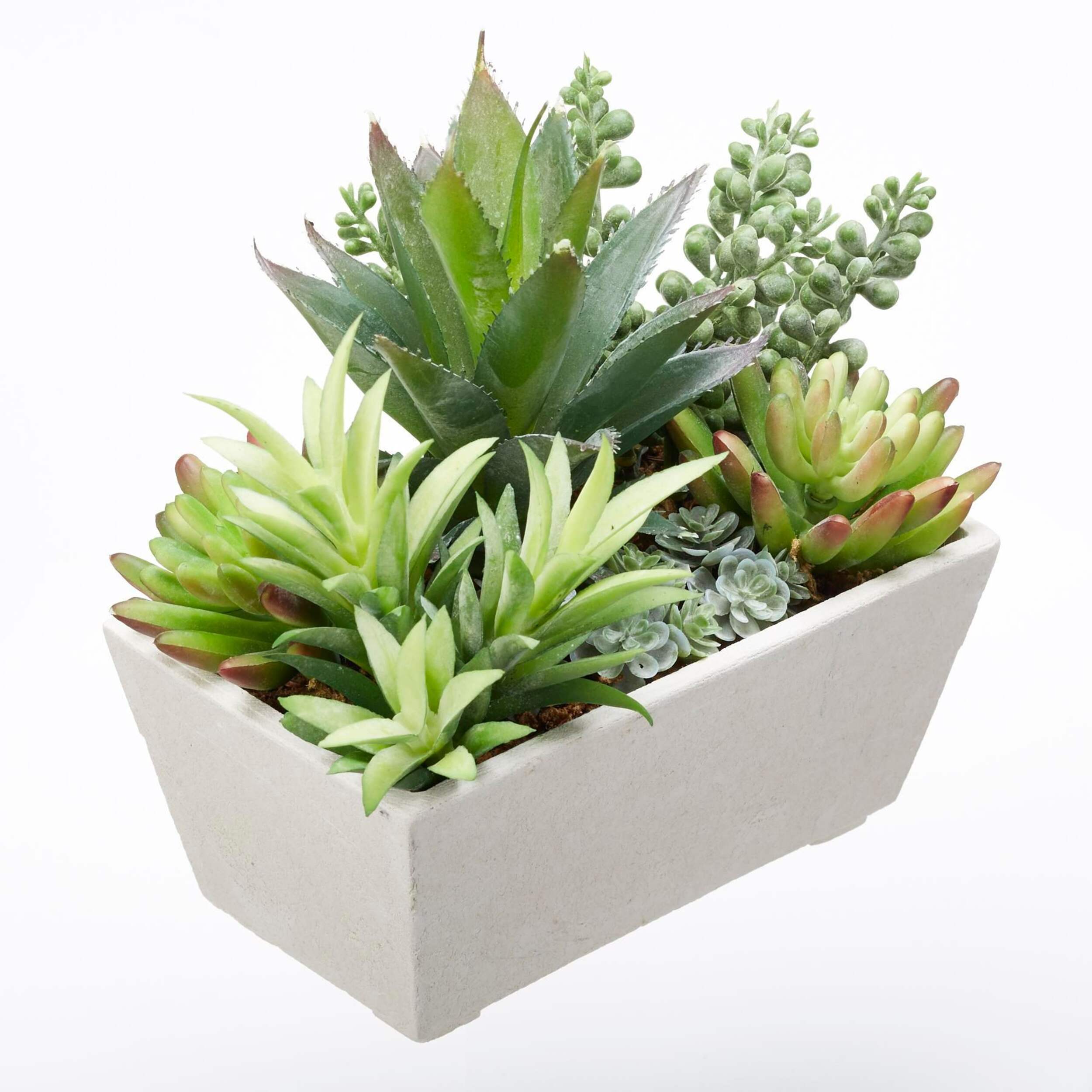 Danson Potted Succulents In Rectangular Cement Pot Front_Three_Fourths_Angled_Right