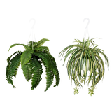 Hanging Foliage Basket, Assorted