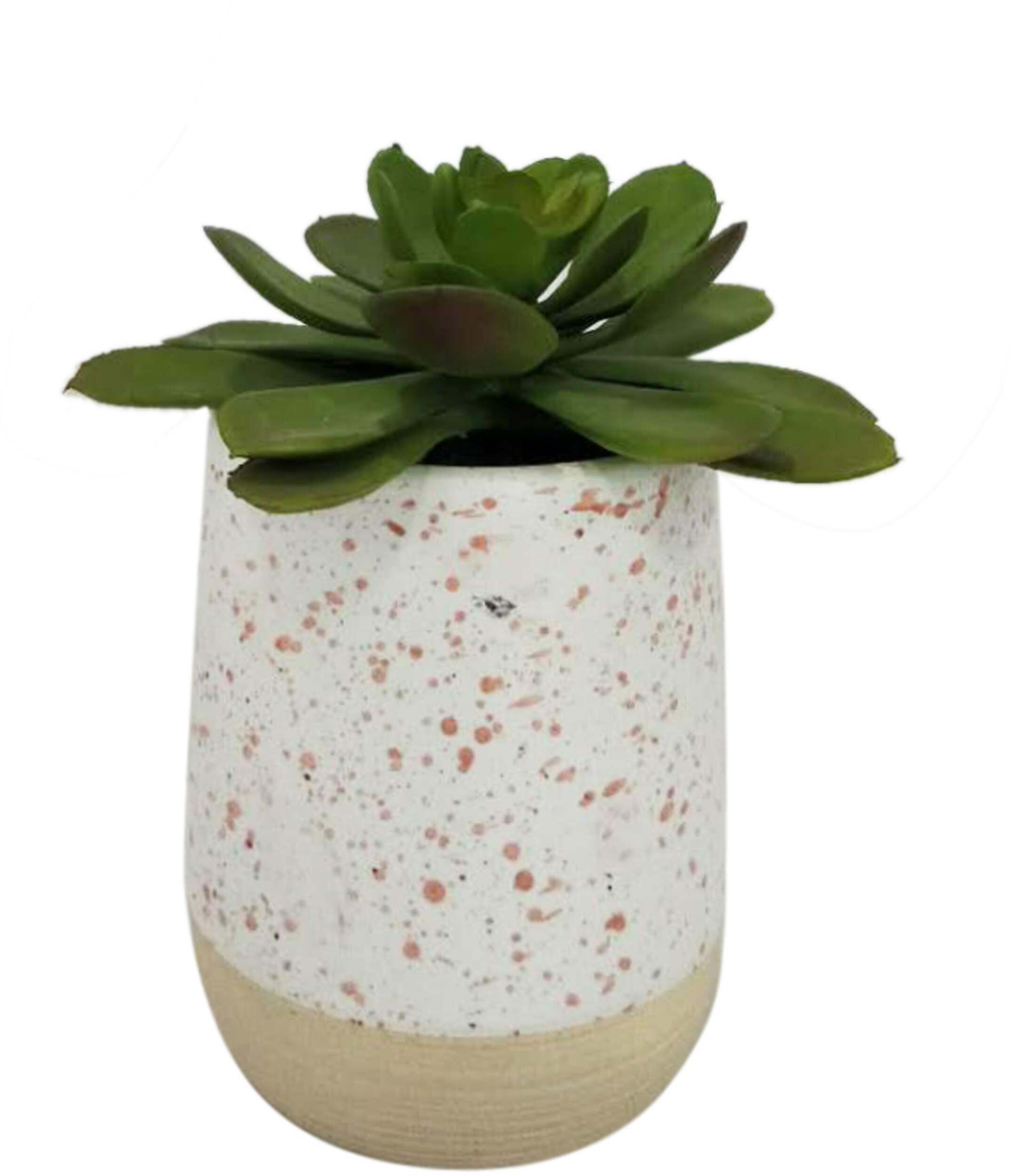 CANVAS Artificial Succulent in Ceramic Pot, 5-1/4-in Front_Elevated