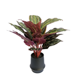 CANVAS Artificial Calathea Plant in Black Plastic Pot, 16-in Front_Elevated