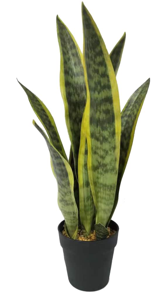  HOMSFOU Decorative Plants Fake Sansevieria Ornaments Faux  Potted Plant Desktop Adornments Faux Plant Faux Snake Plant Fake Plants  Fake Plant Decors Accessories Glue Leaves Indoor : Grocery & Gourmet Food