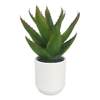 CANVAS Artificial Indoor Asparagus Plant in Ceramic Pot, 12.5-in Front_Elevated