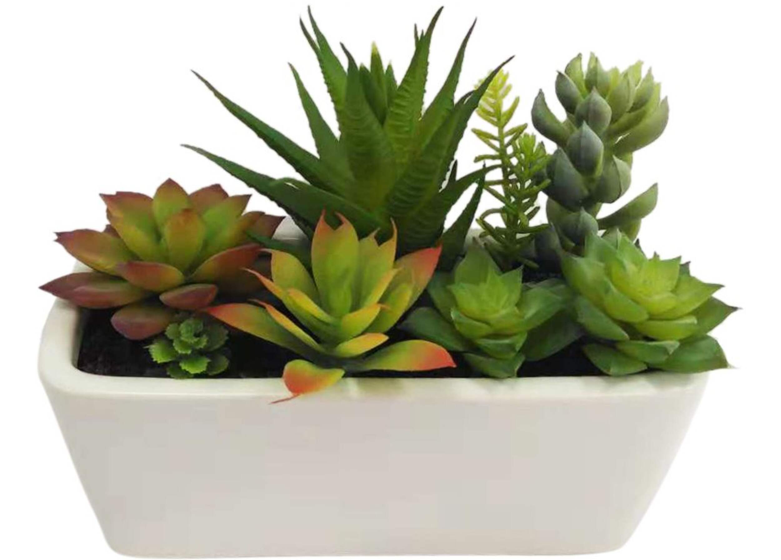 CANVAS Artificial Indoor Succulents in Ceramic Pot, 6-in Overhead_Plunge