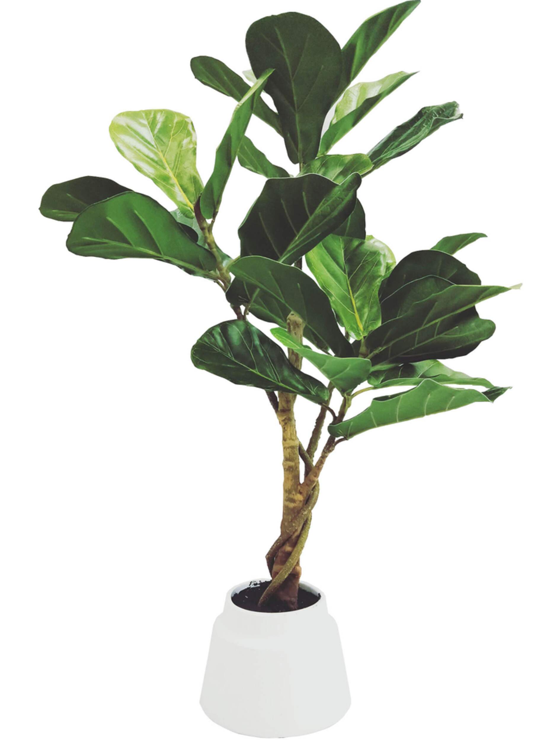 CANVAS Artificial Indoor Fig Tree, 26-in Front_Elevated
