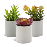 Naturae Décor Artificial Indoor Succulent in Ceramic Pot, Assorted, 4-in