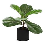 Naturae Décor Artificial Fiddle Leaf Indoor Plant in Black Pot, 12-in Front_Flat