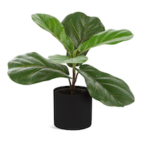 Naturae Décor Artificial Fiddle Leaf Indoor Plant in Black Pot, 12-in