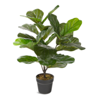 Naturae Décor Artificial Indoor Fiddle Leaf Plant in Black Pot, 27-in Front_Elevated