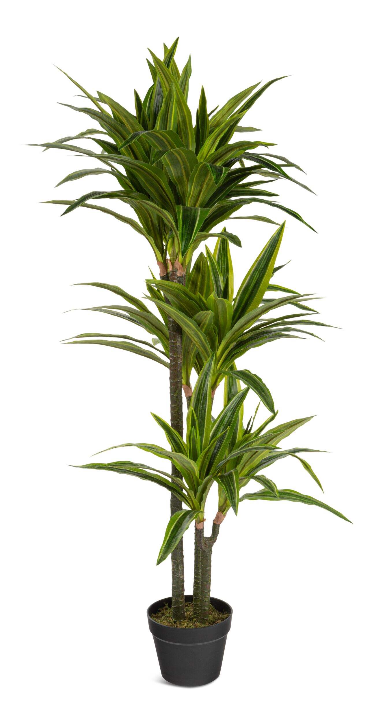 Naturae Décor Artificial Indoor/Outdoor Dracaena Plant in Black Pot, 47-in Front_Elevated