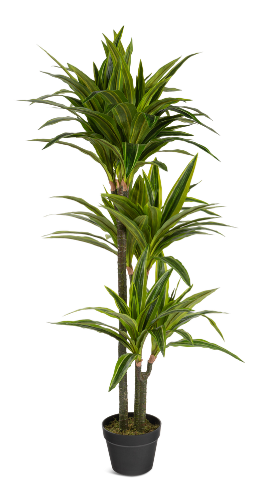 Naturae Décor Artificial Dracaena Plant, 47-in | Canadian Tire