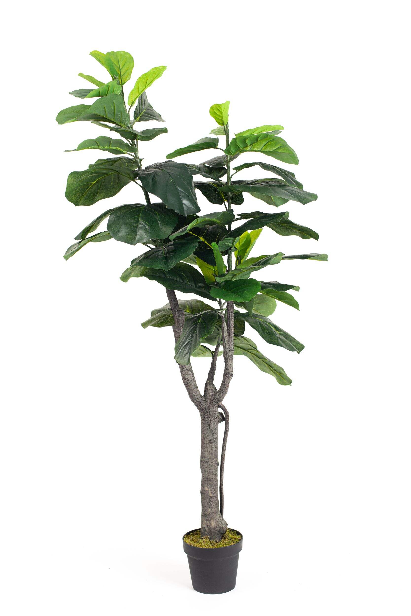 Naturae Décor Artificial Indoor Fiddle Leaf Tree in Black Pot, 63-in Front_Elevated