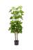 Naturae Decor