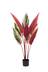 Naturae Decor