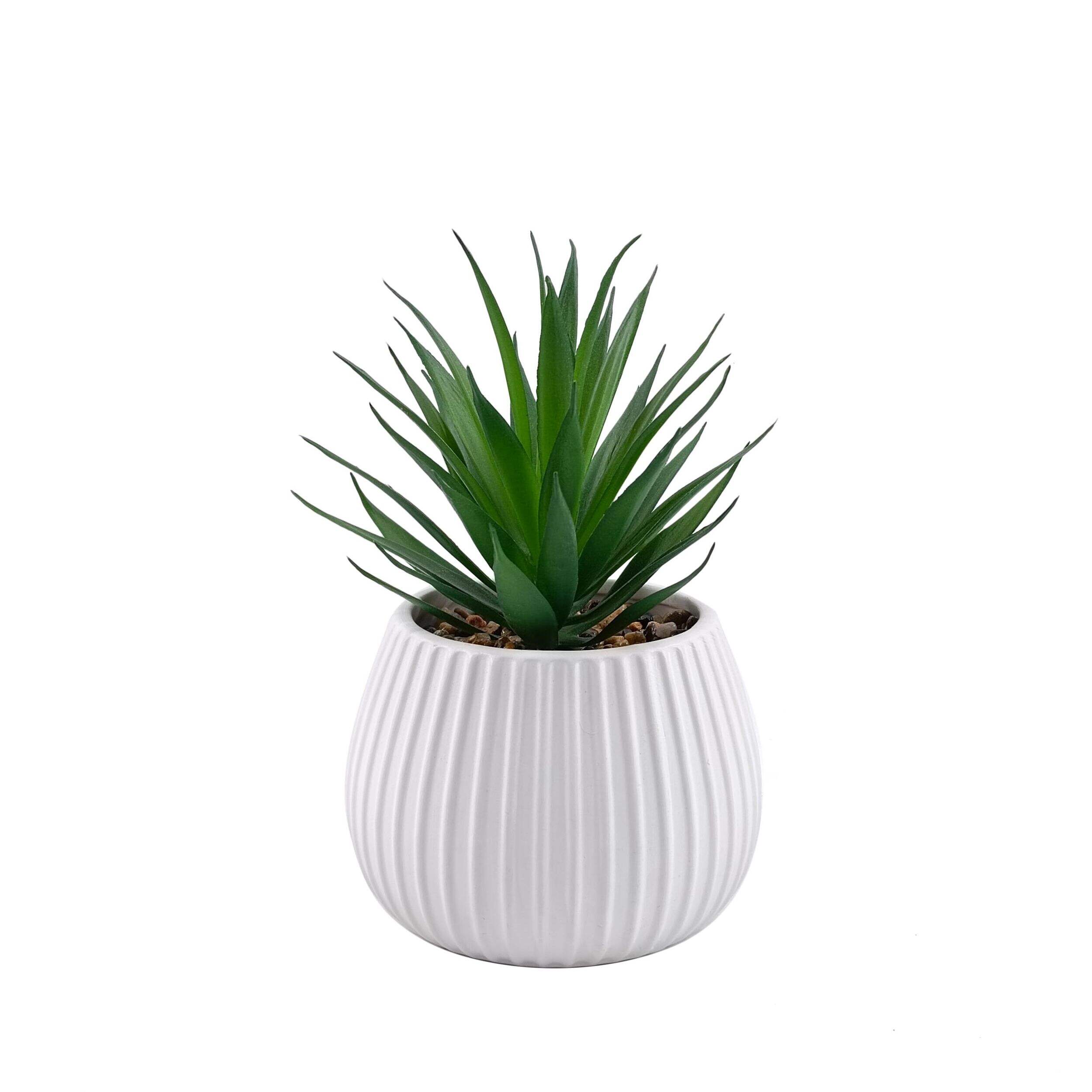 Plante succulente artificielle CANVAS, pot en céramique, 6 po Front_Elevated