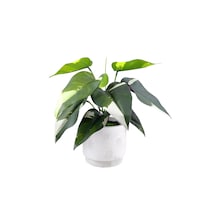 Canvas 11-in Natural Looking Philodendron Artificial Plant
