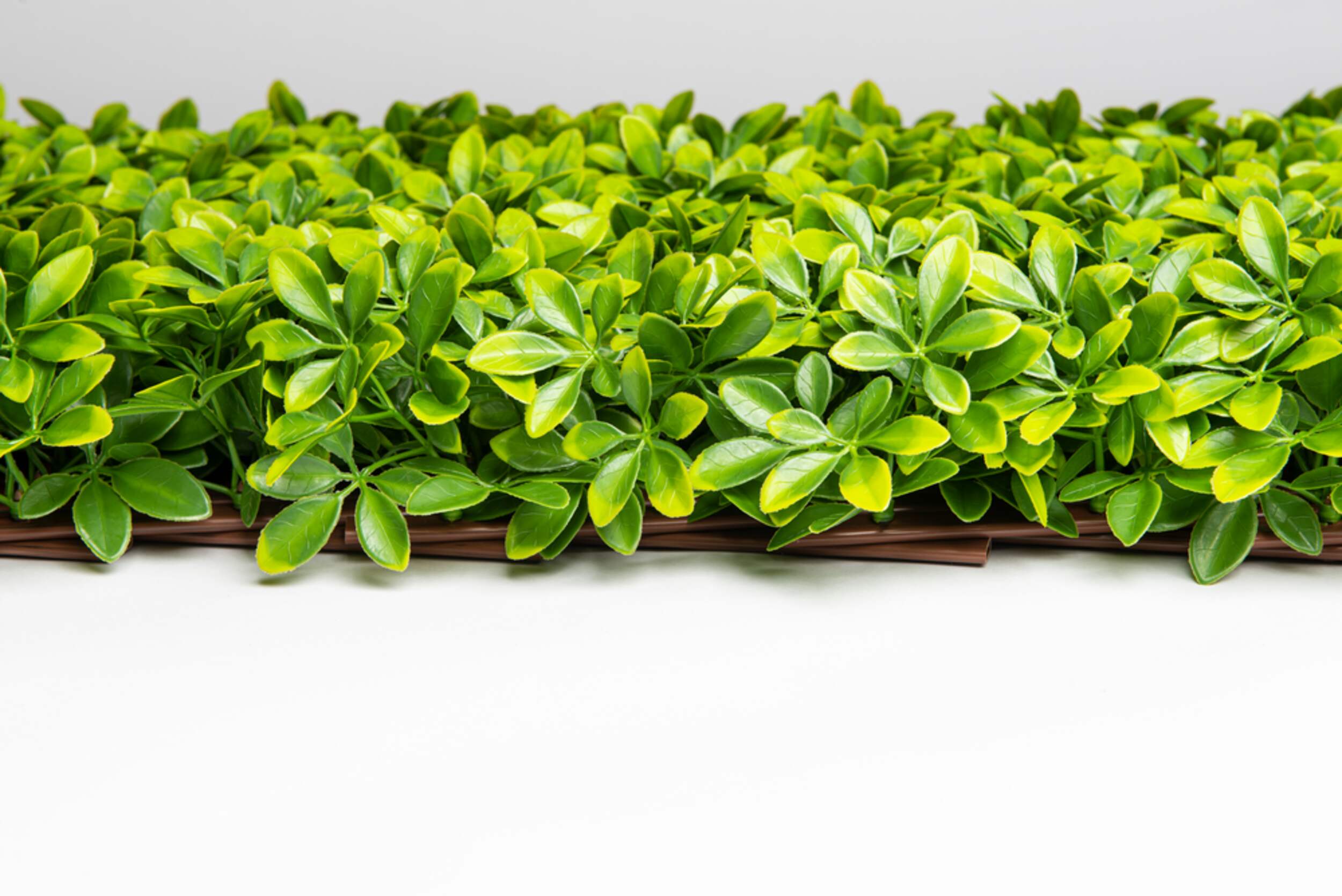 Naturae Décor Expandable Ficus Trellis Canadian Tire