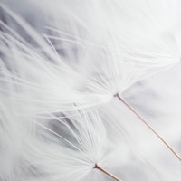 Décoration murale toile encadrée Seedling I Front_Flat