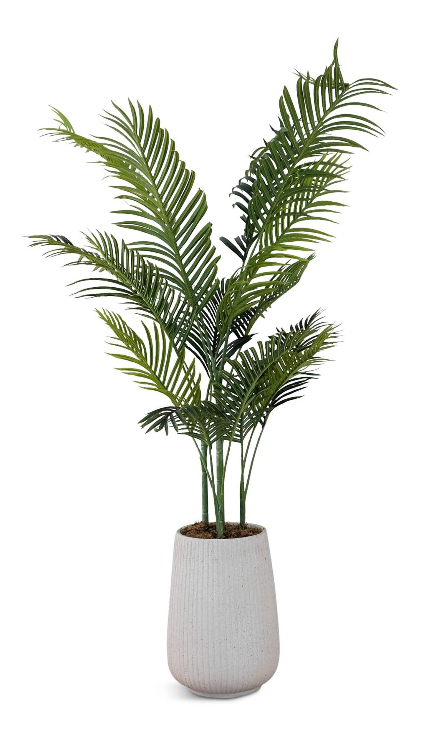 Areca Palm Tree, 15 Leaves in Fiber Clay Pot Front_Elevated