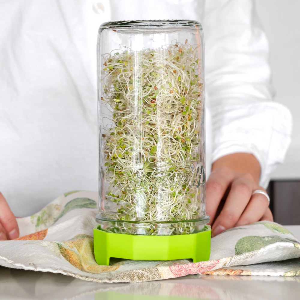 Masontops 3pc Mason Jar Sprouting Kit with Glass Mason Jar, Bean Screen