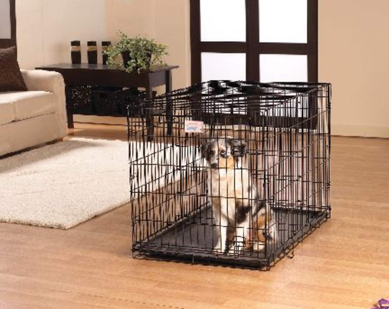 Cage pliante en fil métallique pour chiens Midwest I-Crate, pliable avec  panneau séparateur