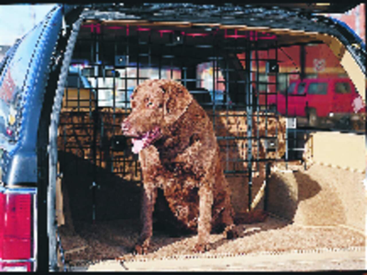 Séparateur de coffre universel pour chiens - Installateurs de chiens de  voiture pour le transport de votre chien - Grille de protection