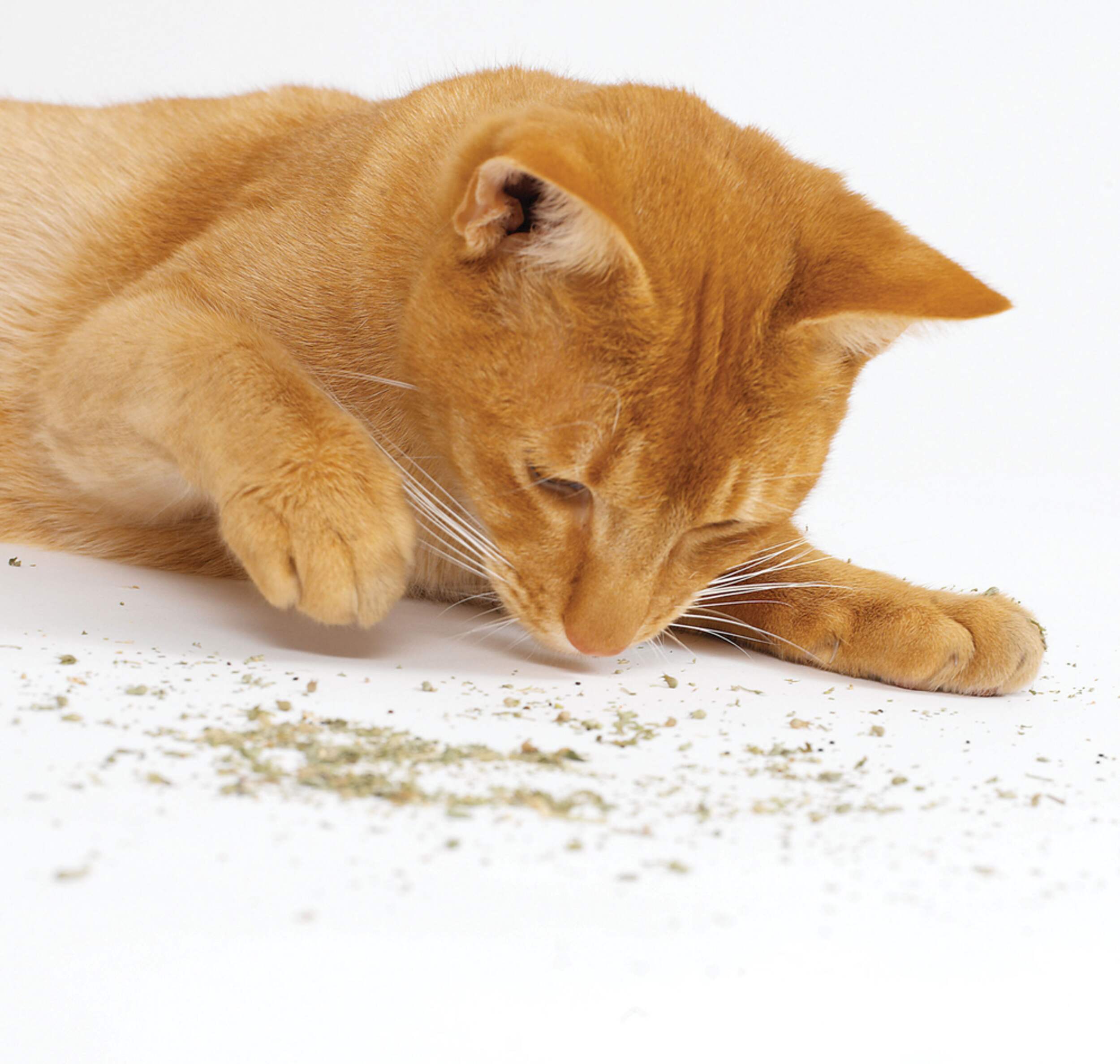 Herbe à chat biologique Worldwise Composite_or_Mixed