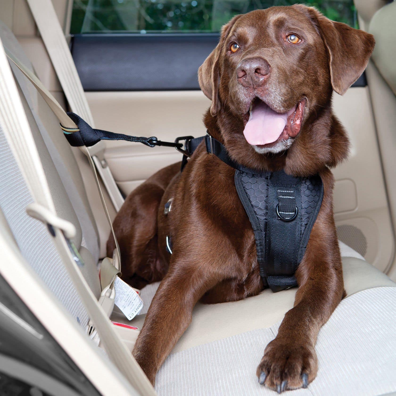 Dog seat belt wilko best sale