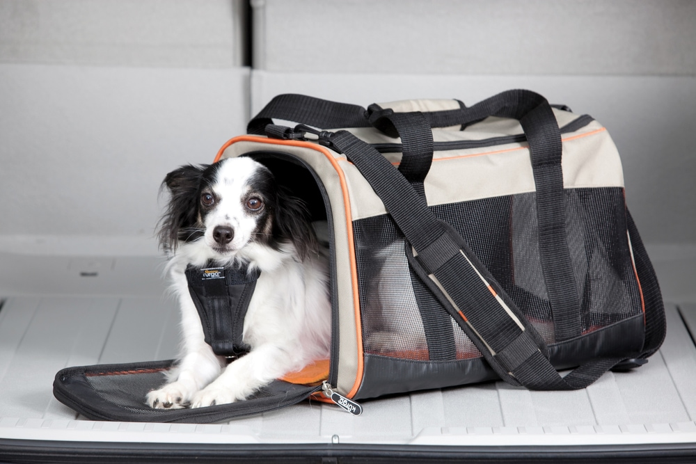 Wander Pet Carrier, 17 x 111/2 x 11in Canadian Tire