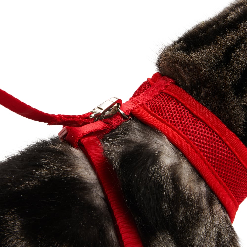 Petco Mesh Cat Harness And Leash Set Adjustable For Cat Walking 4 Ft   Petco Red Mesh Cash Harness Lead Set 33570545 53bd 462f 83d0 A439a4db9166 