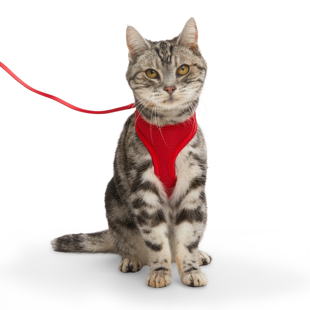 Petco Mesh Cat Harness and Leash Set, Adjustable For Cat Walking, 4ft