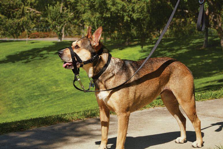 Petco gentle outlet leader harness