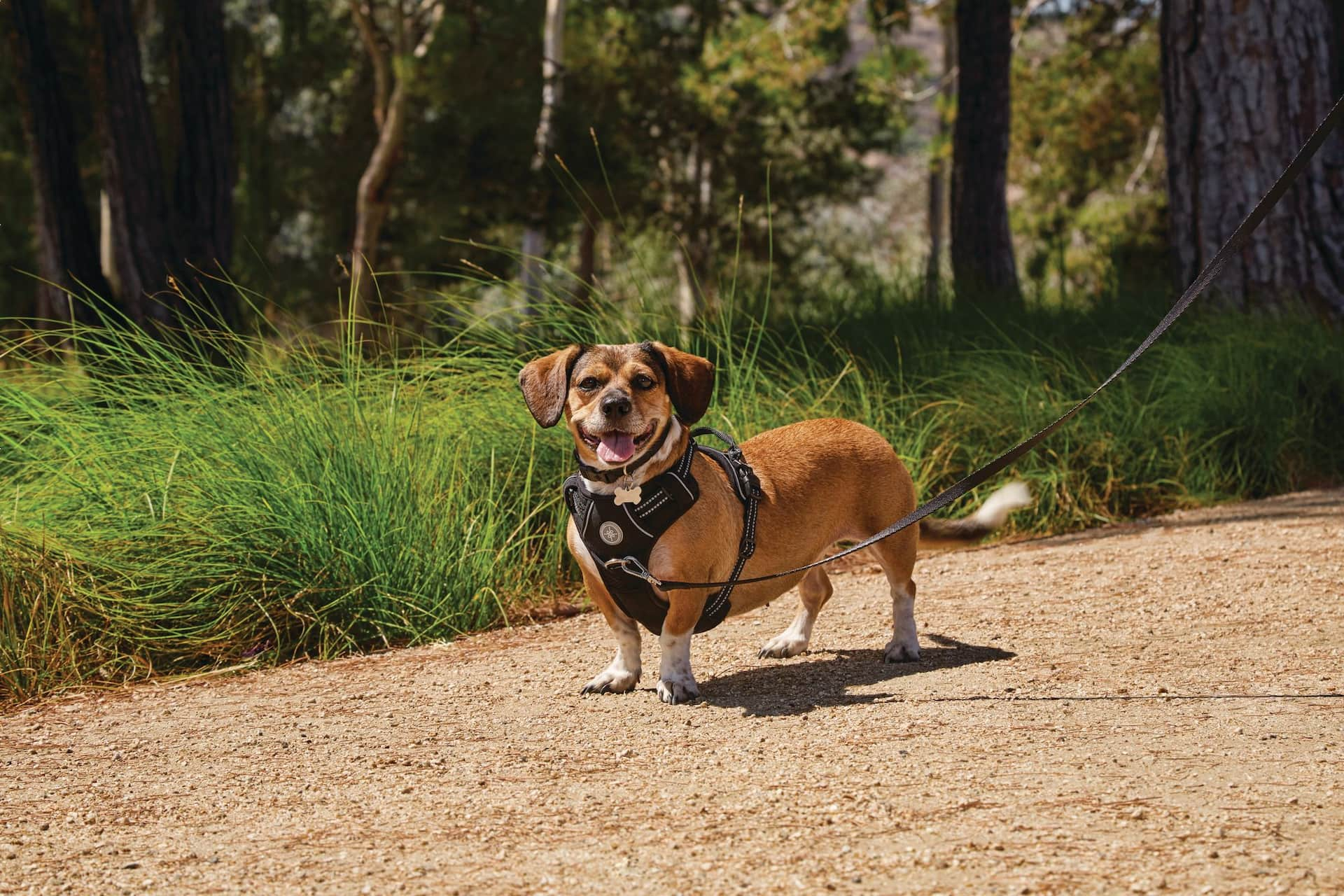 Petco 2024 mesh harness