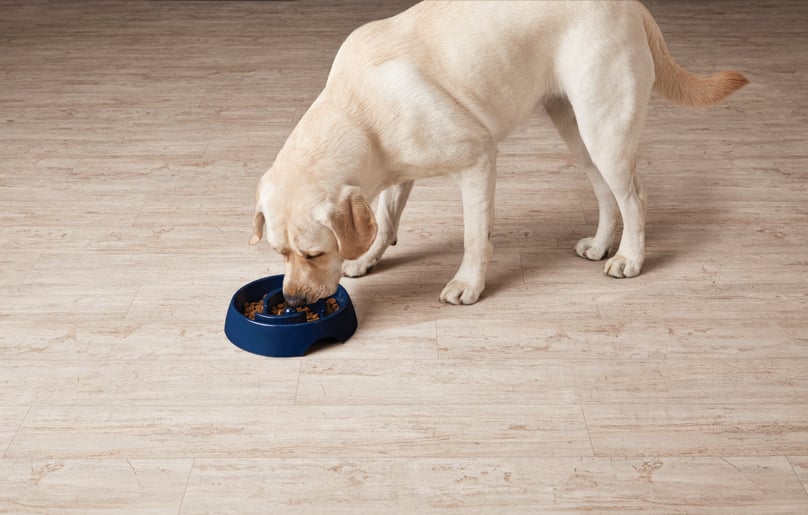 dog food bowl for fast eaters petco