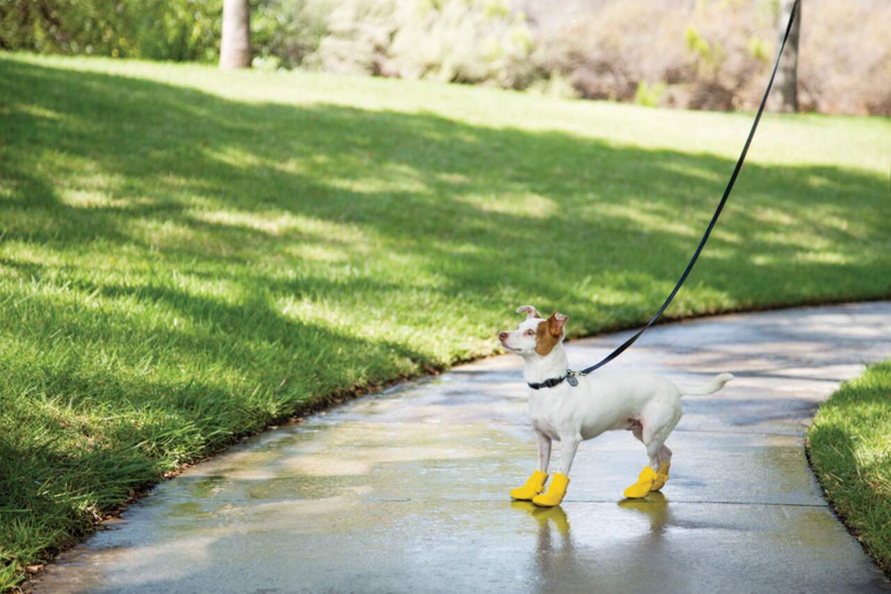Petco snow boots discount