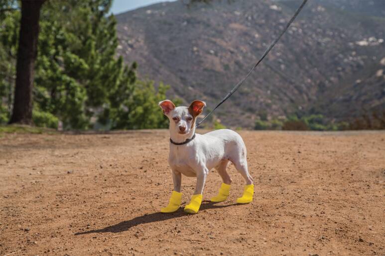 petco rubber dog boots