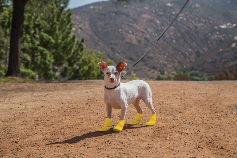 Petco Silicone Dog Boots, Waterproof , Medium, Yellow Canadian Tire
