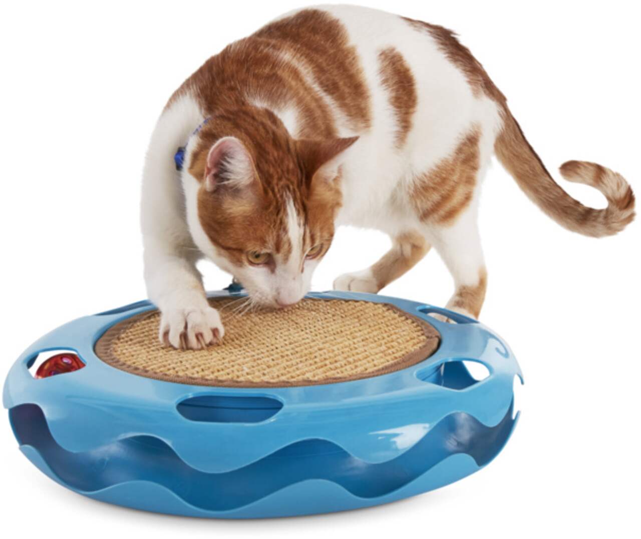 Petco store cat dancer